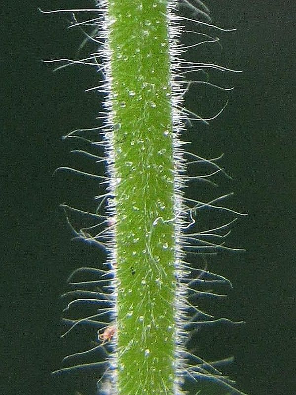 Geranium molle (door Hanneke Waller)