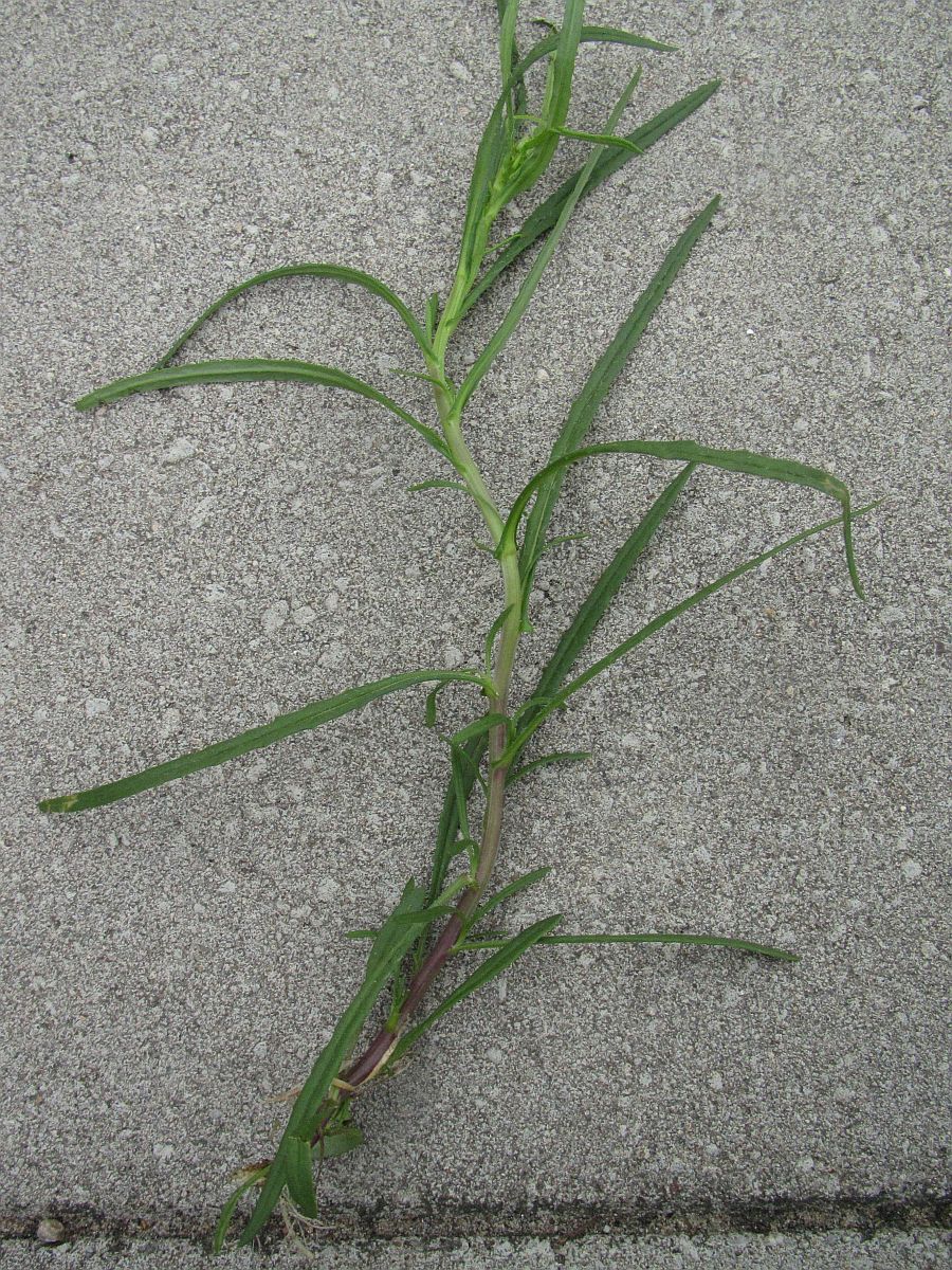 Senecio inaequidens (door Hanneke Waller)