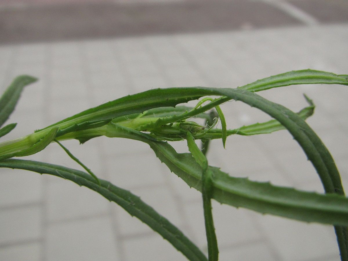 Senecio inaequidens (door Hanneke Waller)