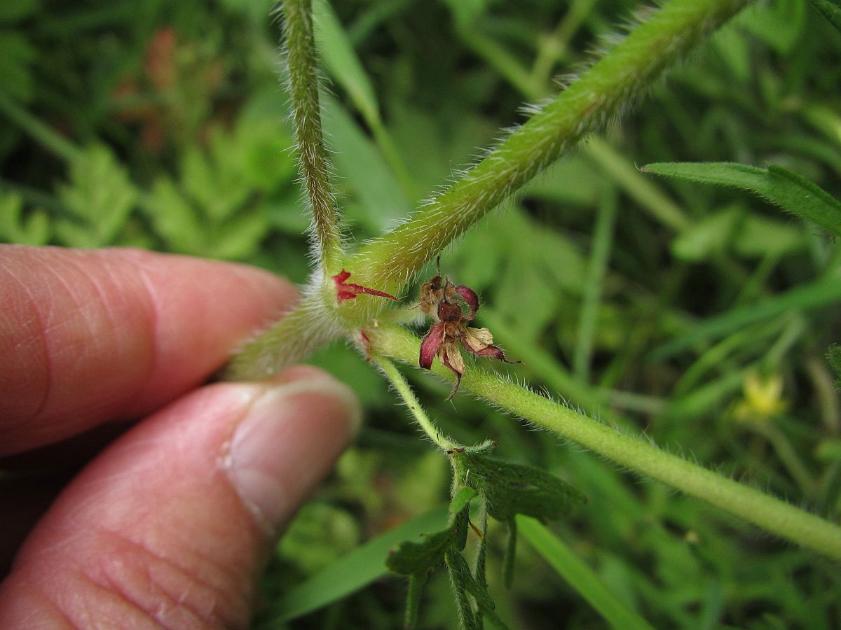 Geranium dissectum (door Hanneke Waller)