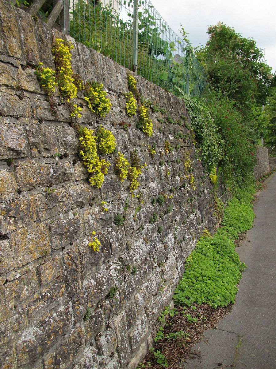 Sedum acre (door Hanneke Waller)