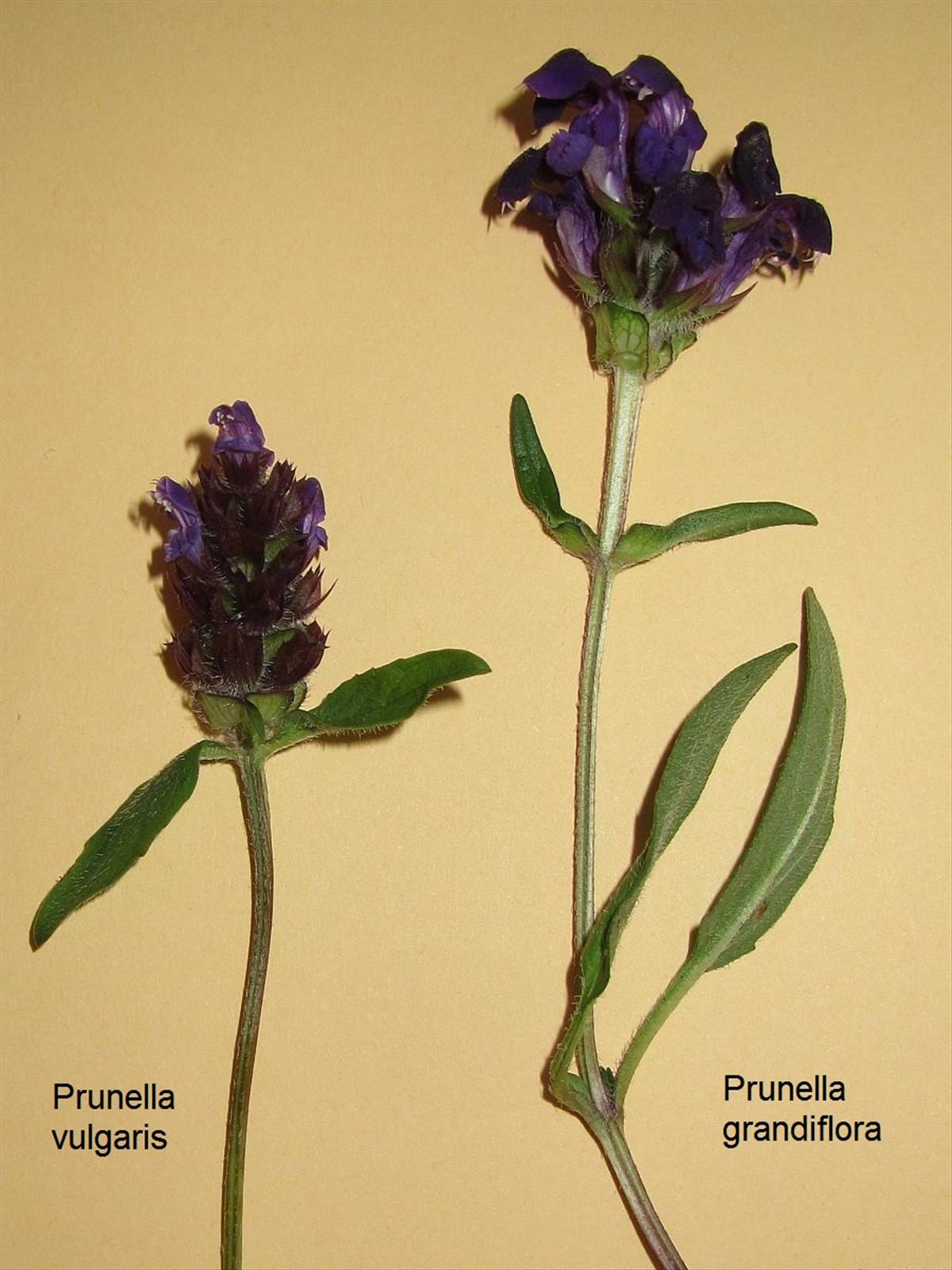 Prunella grandiflora (door Hanneke Waller)