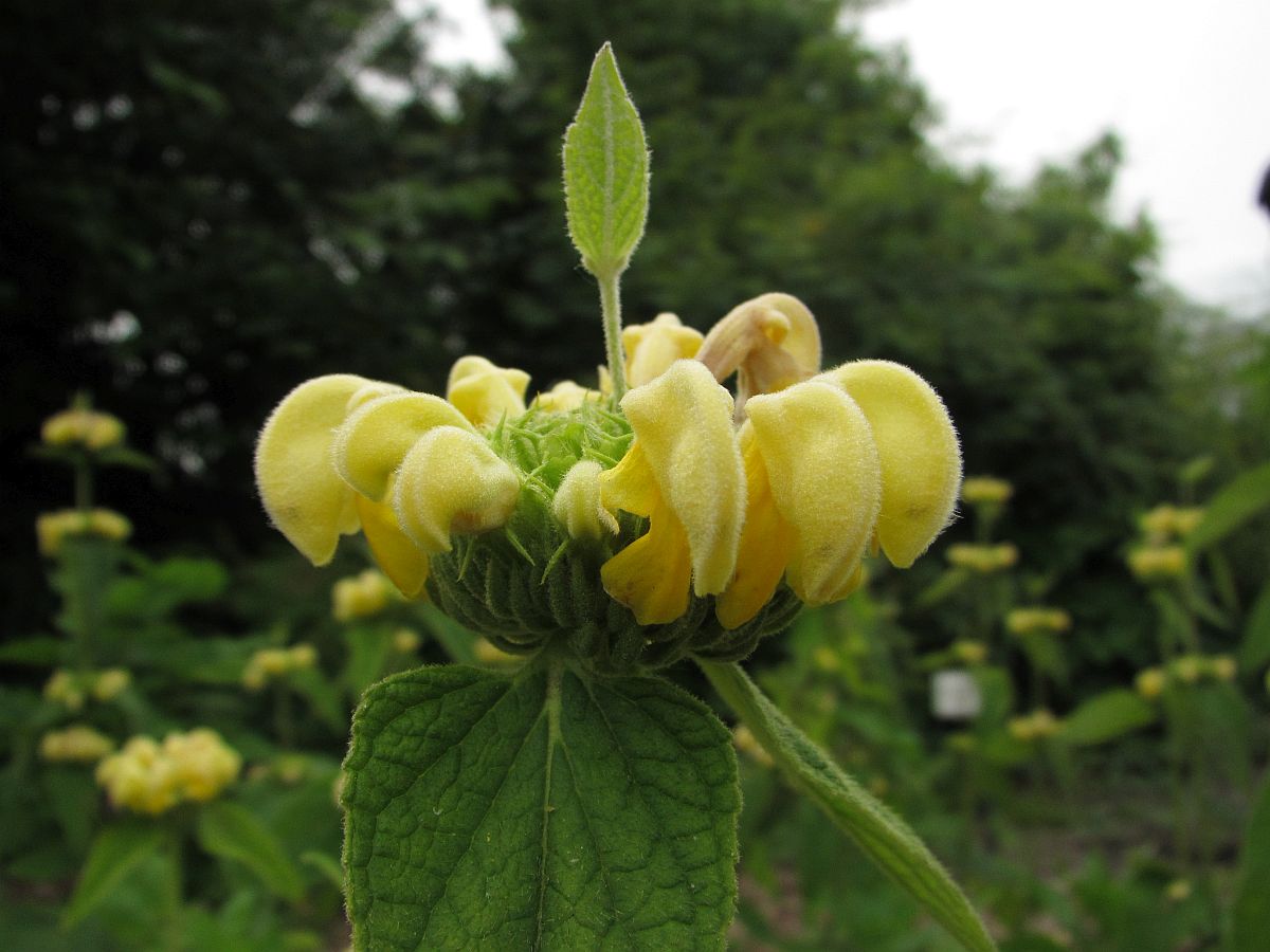 Phlomis russeliana (door Hanneke Waller)