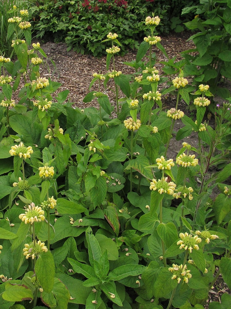 Phlomis russeliana (door Hanneke Waller)