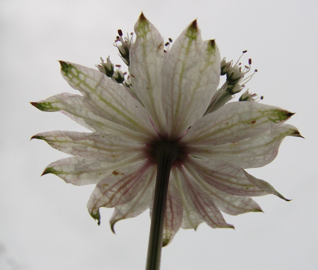 Astrantia major (door Hanneke Waller)