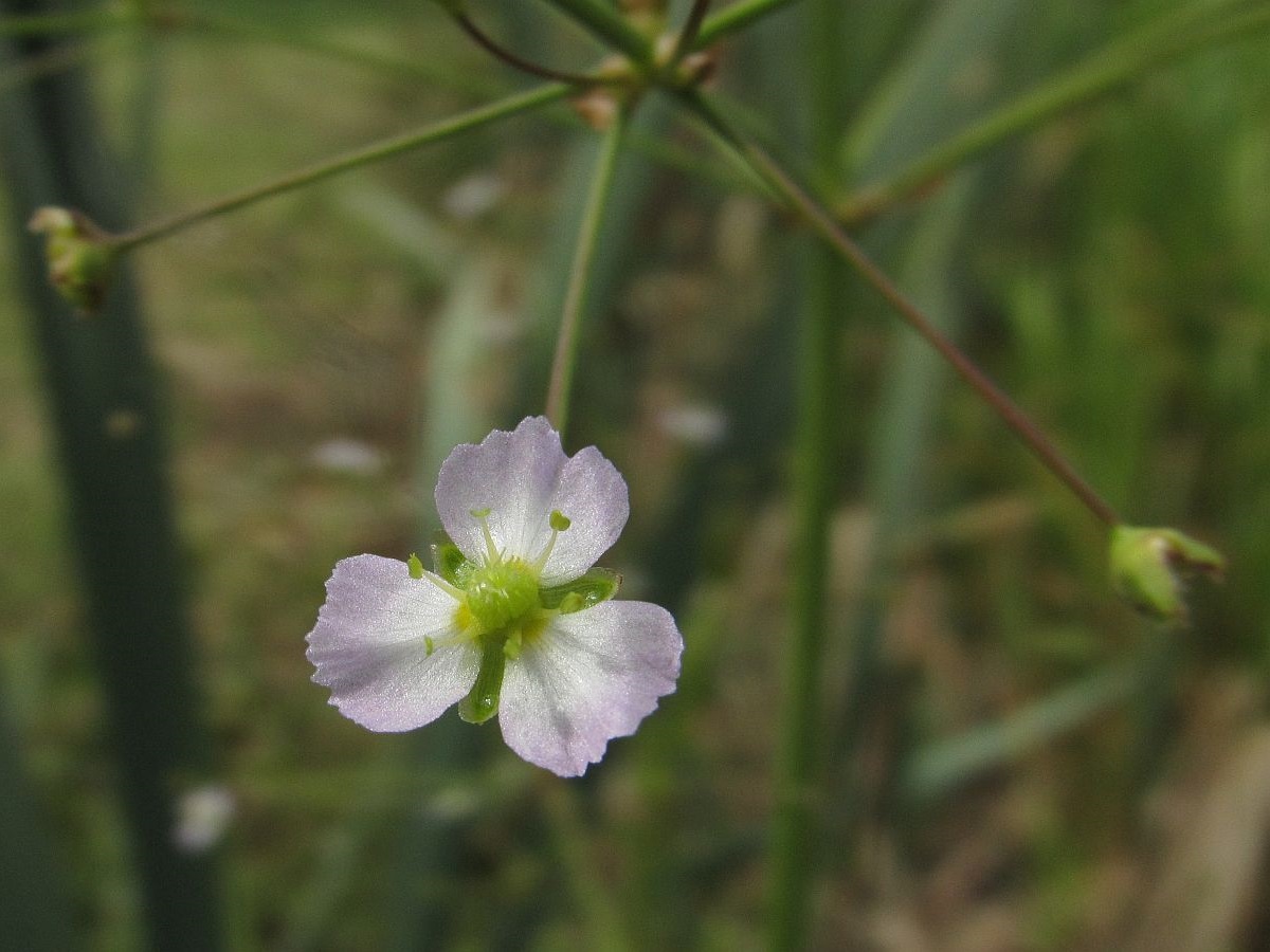 Alisma plantago-aquatica (door Hanneke Waller)