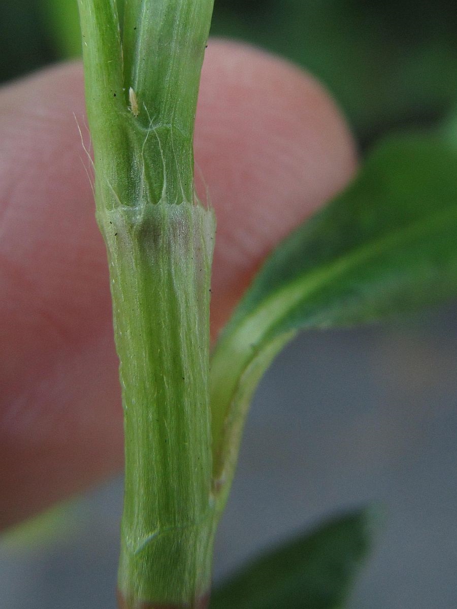 Persicaria maculosa (door Hanneke Waller)