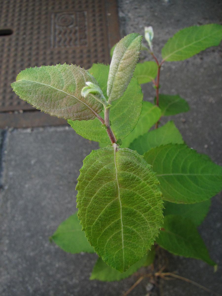 Salix caprea (door Hanneke Waller)