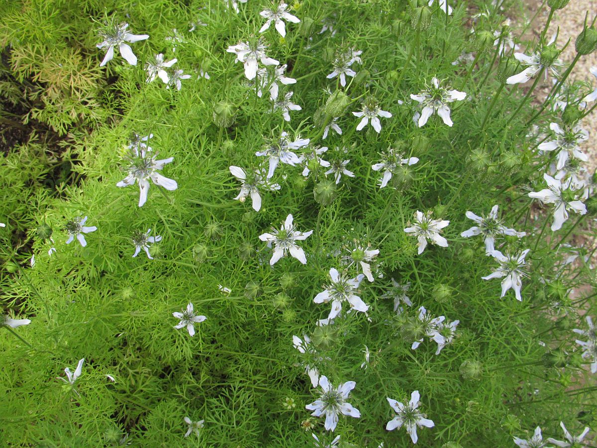 Nigella sativa (door Hanneke Waller)