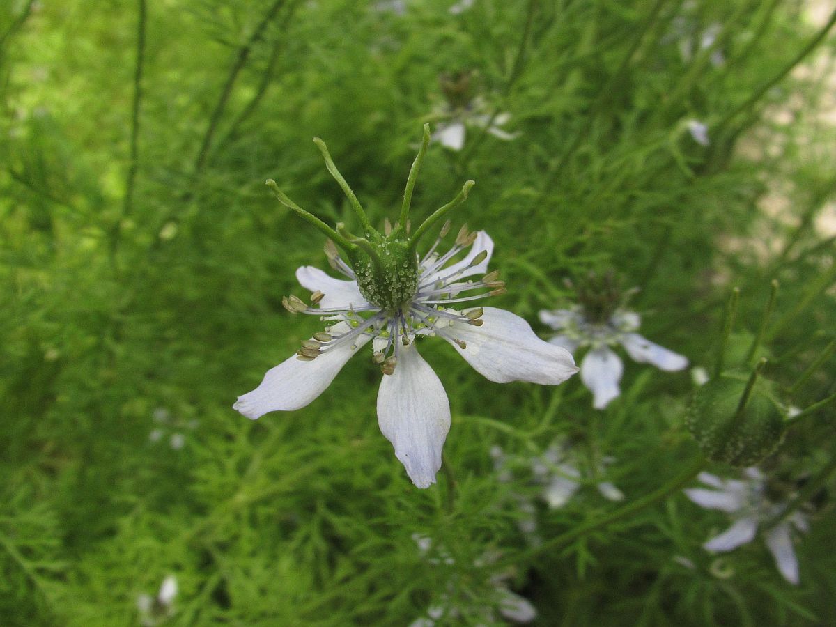 Nigella sativa (door Hanneke Waller)