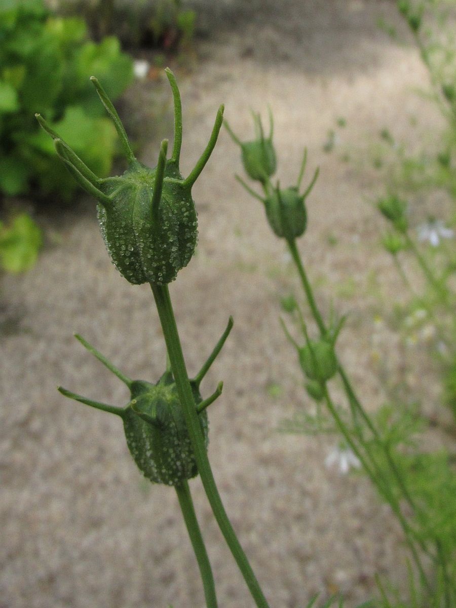 Nigella sativa (door Hanneke Waller)