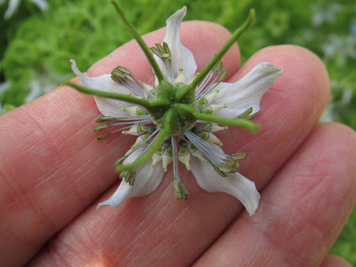 Nigella sativa (door Hanneke Waller)