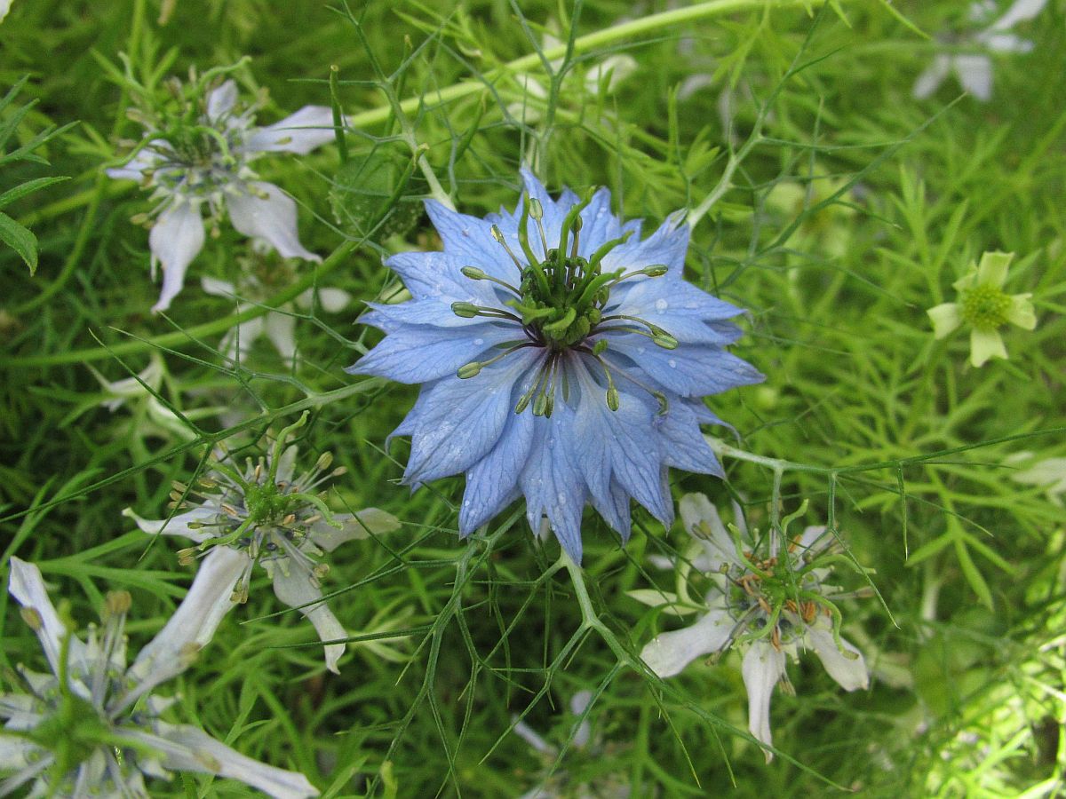 Nigella damascena (door Hanneke Waller)