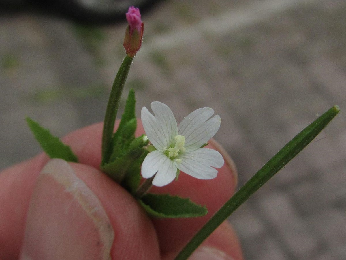 Epilobium ciliatum (door Hanneke Waller)