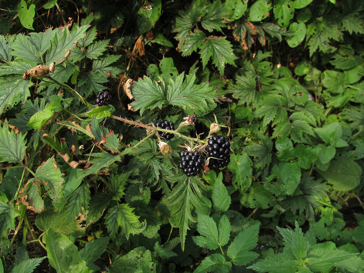 Rubus laciniatus (door Hanneke Waller)