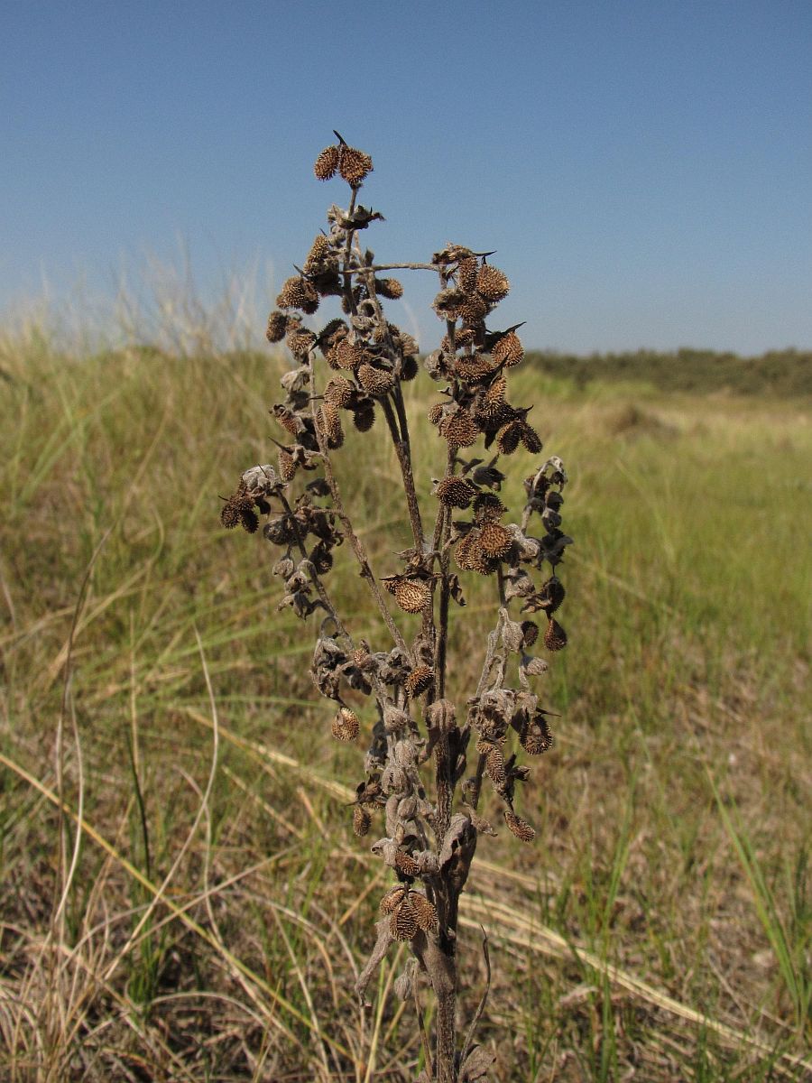 Cynoglossum officinale (door Hanneke Waller)