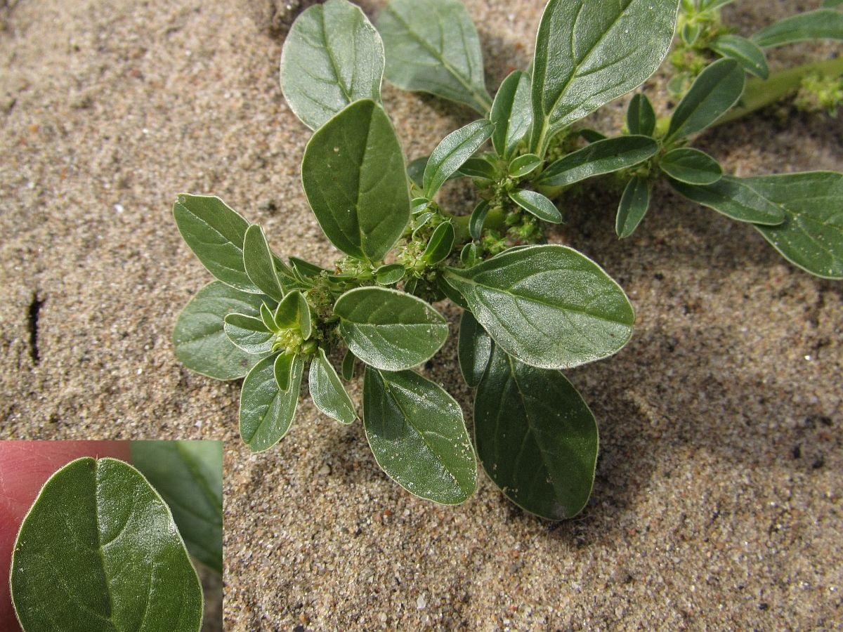 Amaranthus blitoides (door Hanneke Waller)