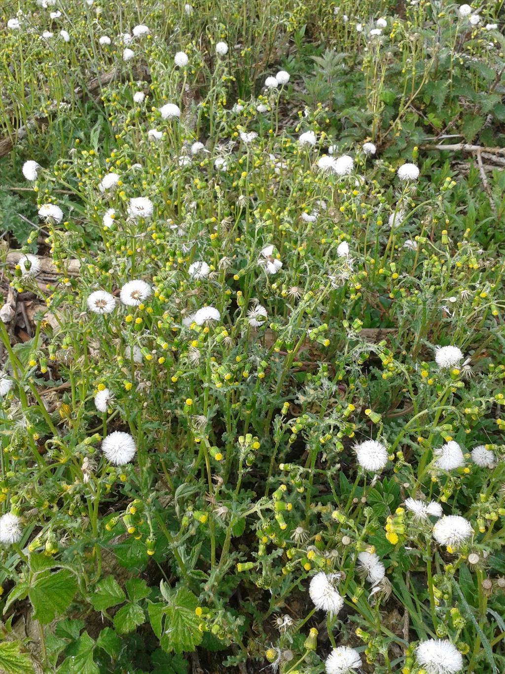 Senecio vulgaris (door Edwin Dijkhuis)