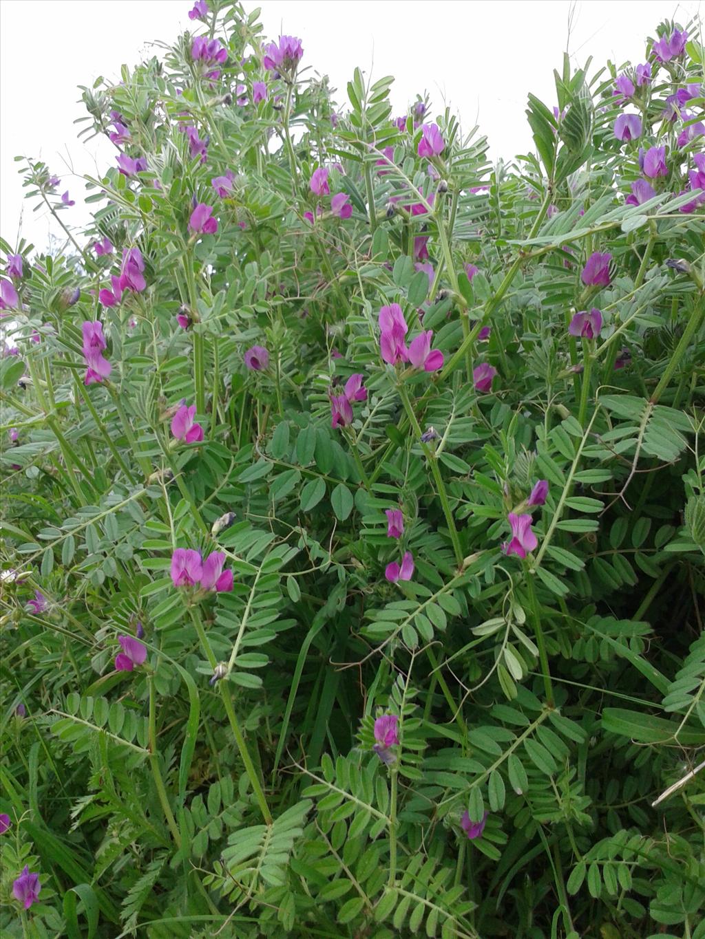 Vicia sativa subsp. segetalis (door Edwin Dijkhuis)