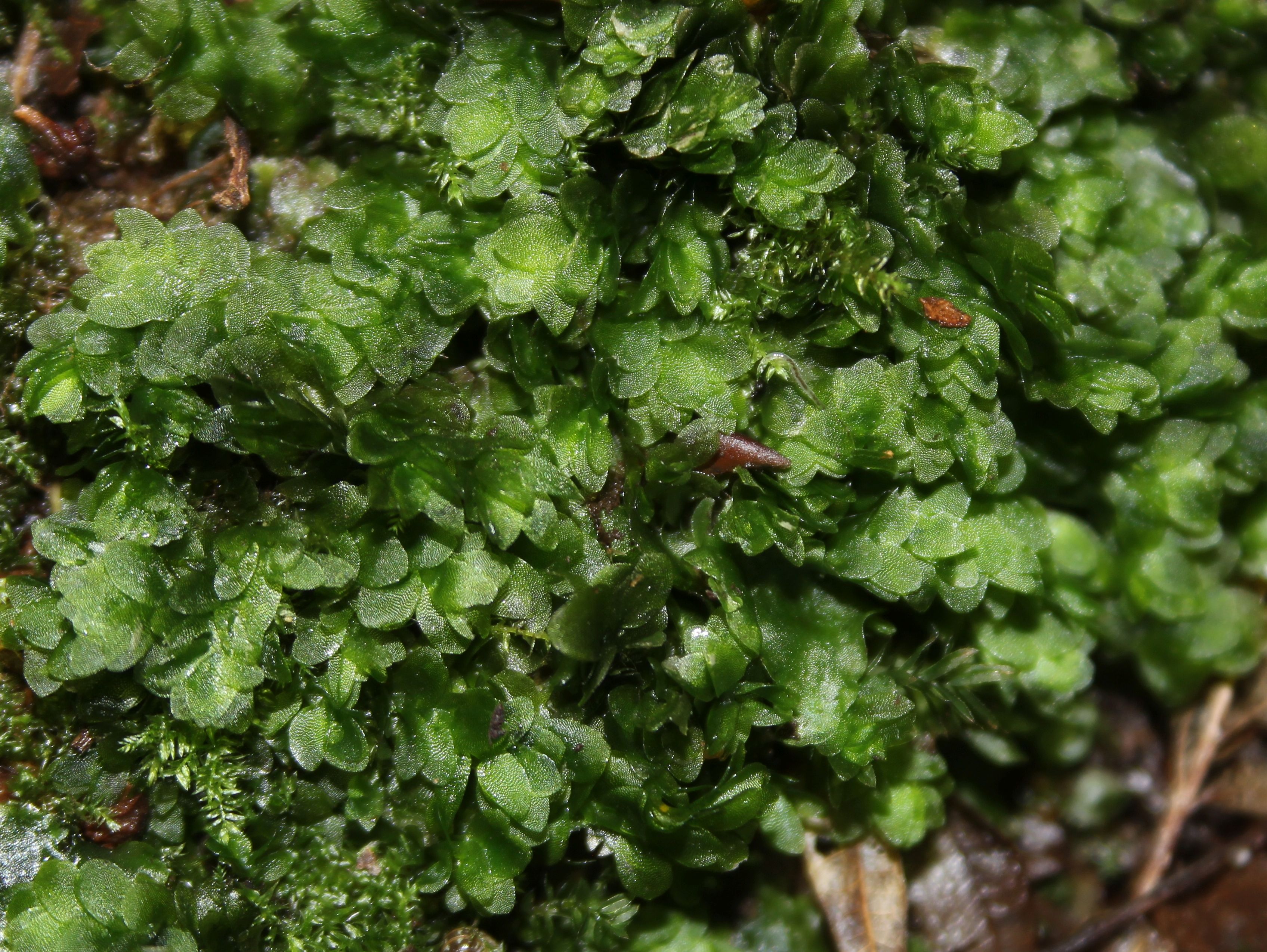 Hookeria lucens (door Jan-Jaap Spaargaren)