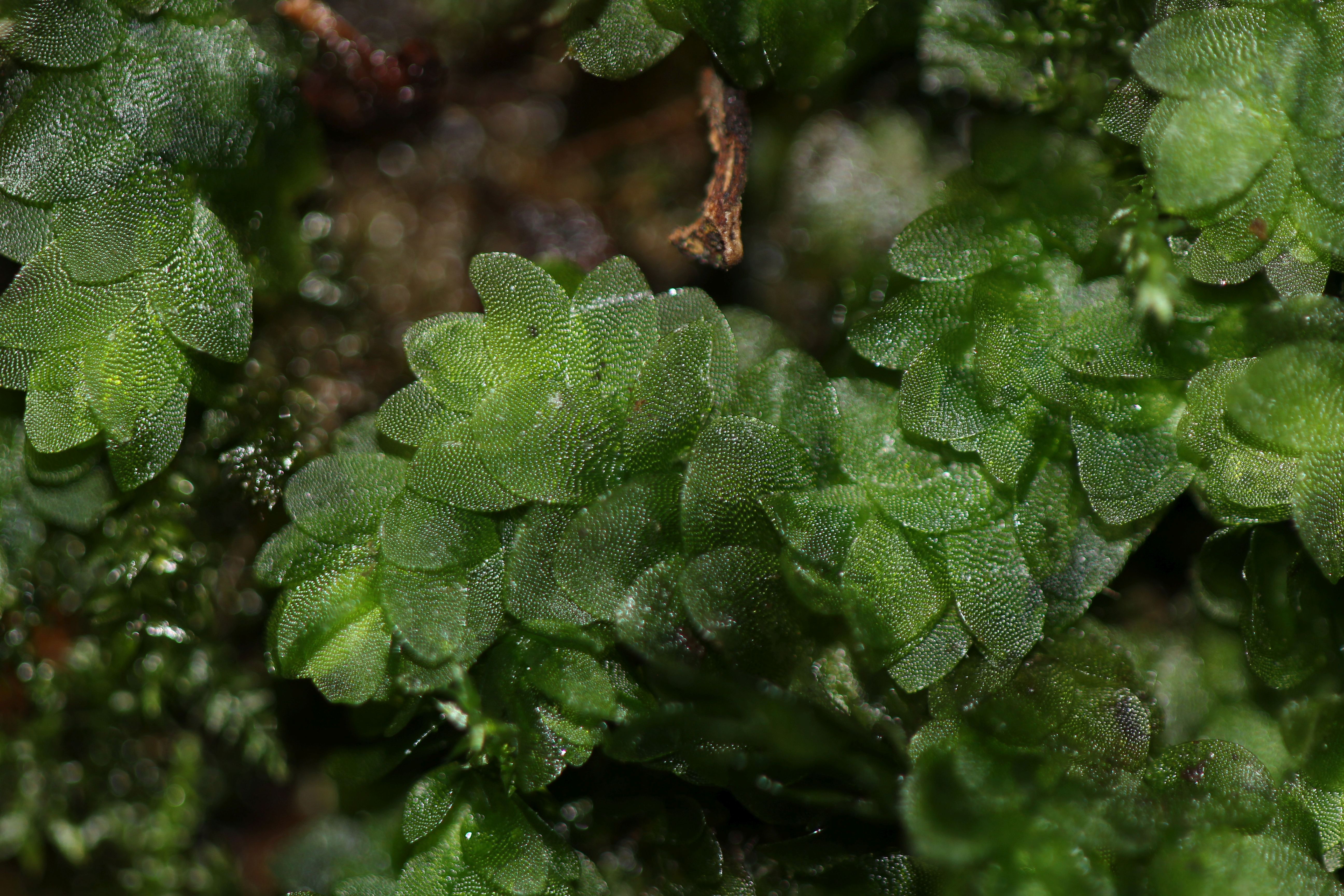 Hookeria lucens (door Jan-Jaap Spaargaren)