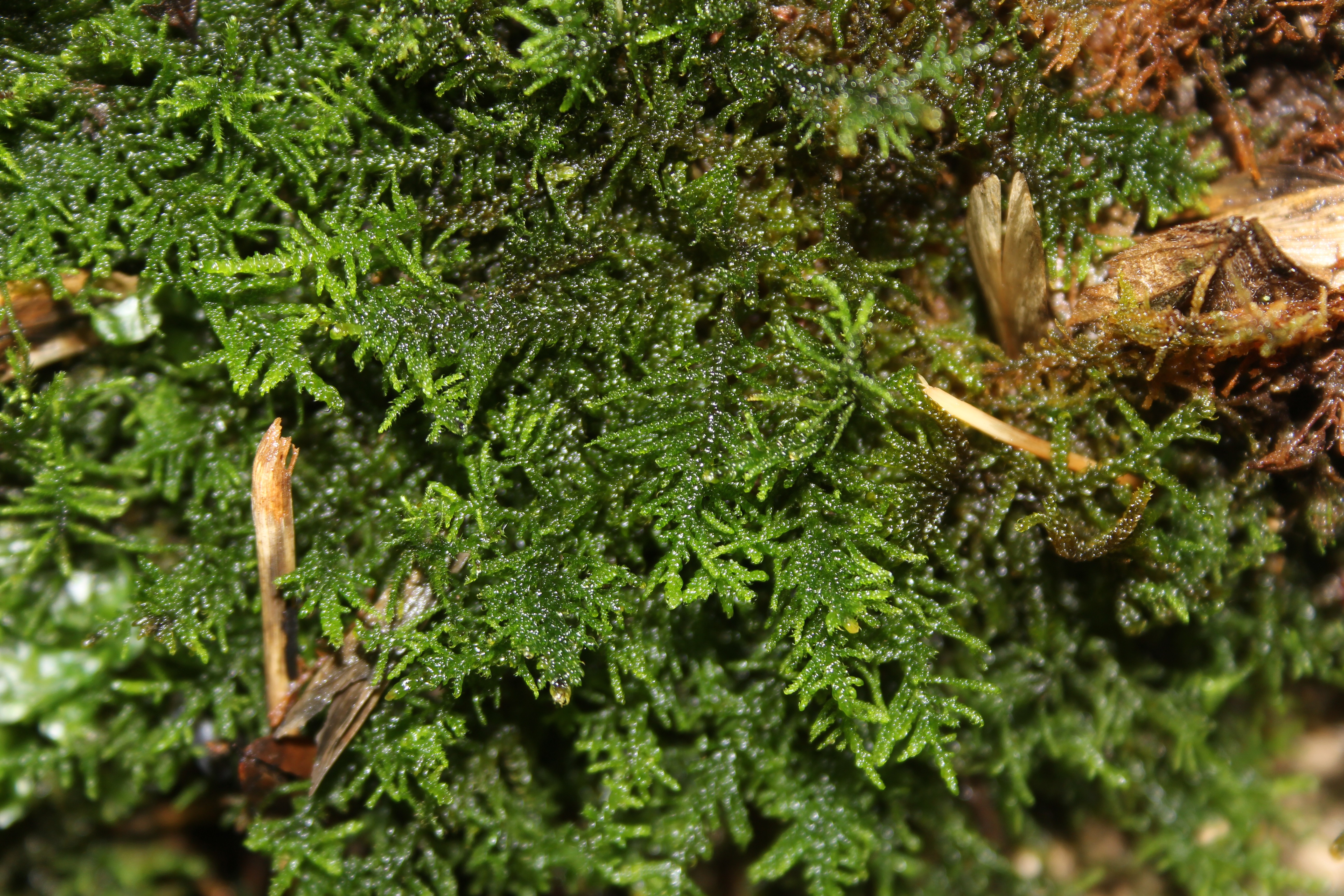 Palustriella commutata (door Jan-Jaap Spaargaren)