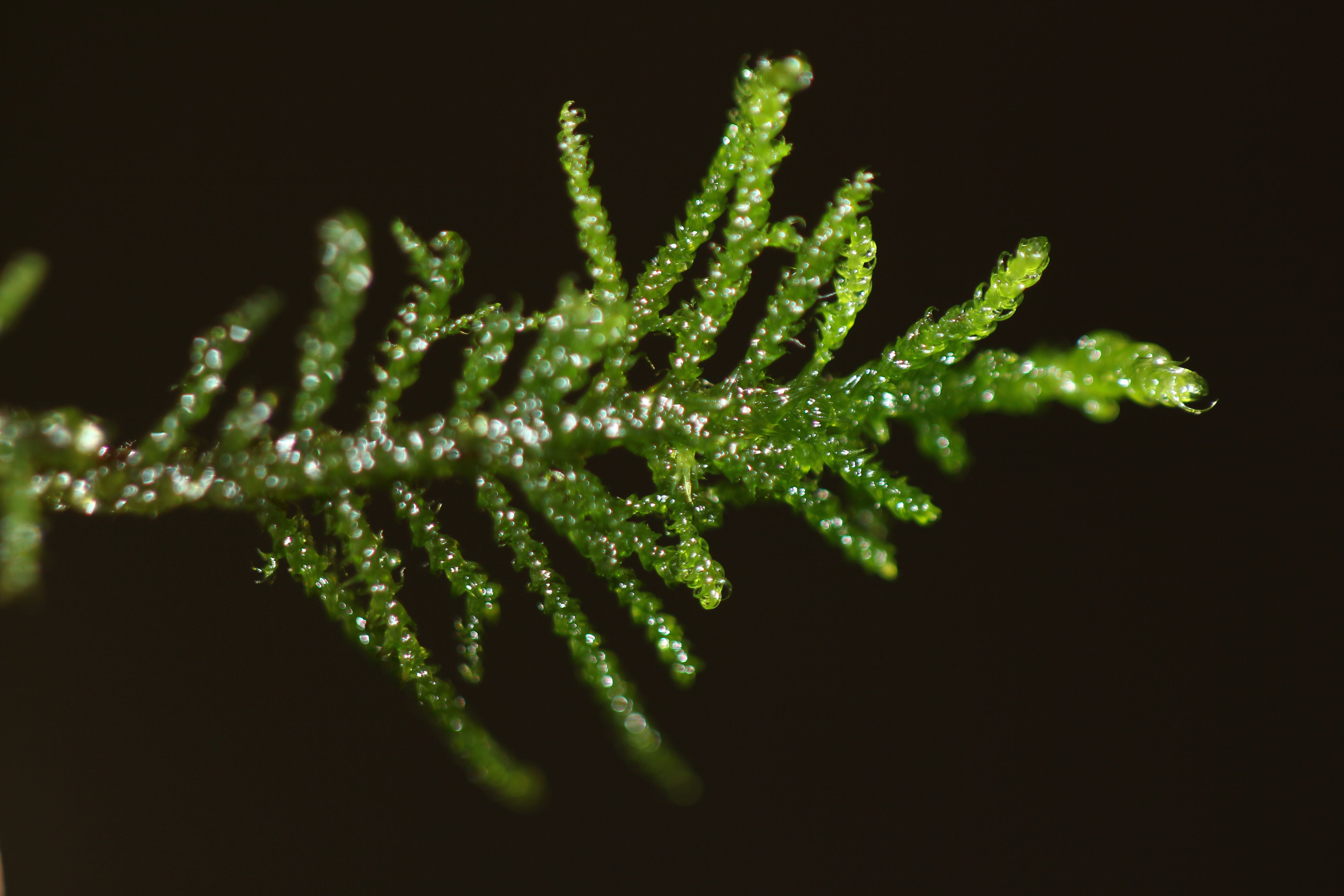 Palustriella commutata (door Jan-Jaap Spaargaren)