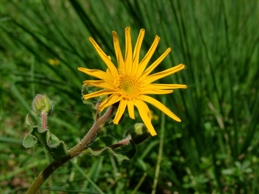 Arnica montana (door Wim Wesseling)