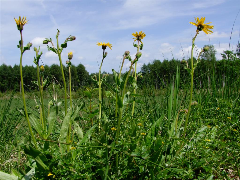 Arnica montana (door Wim Wesseling)