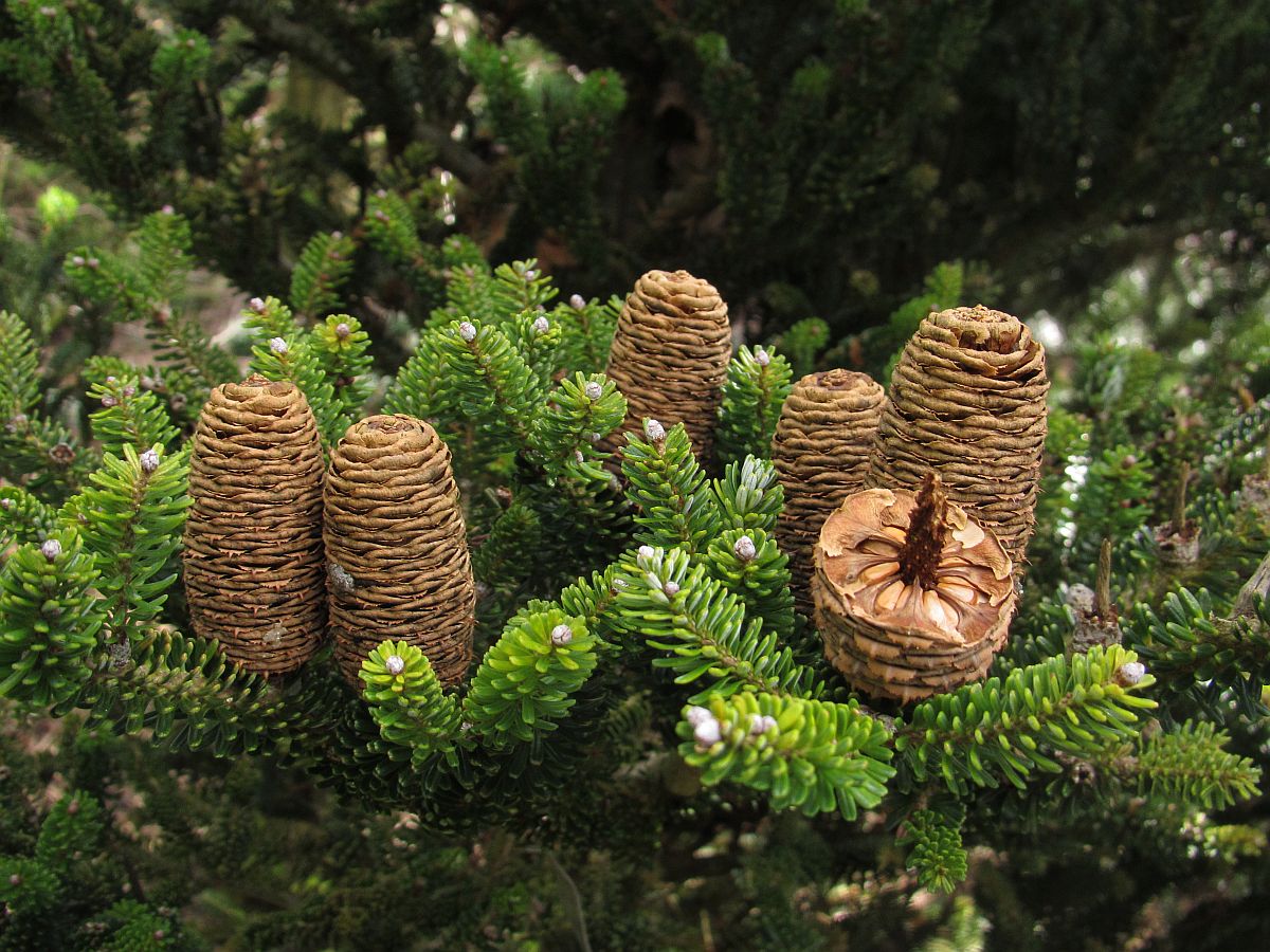 Abies koreana (door Hanneke Waller)