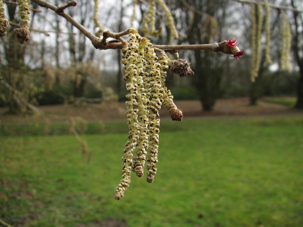 Corylus colurna (door Hanneke Waller)