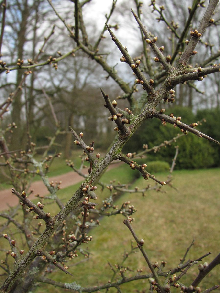 Prunus spinosa (door Hanneke Waller)