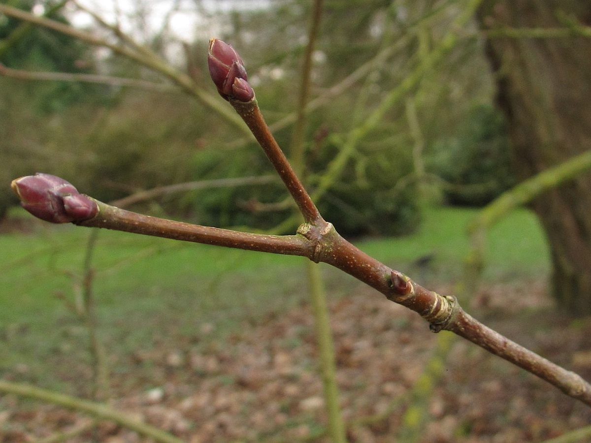 Acer platanoides (door Hanneke Waller)