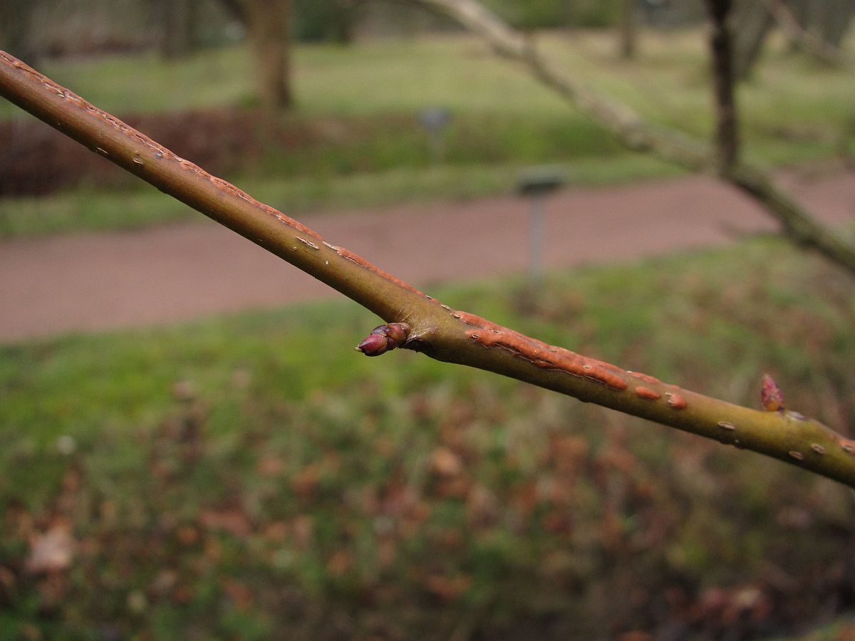 Liquidambar styraciflua (door Hanneke Waller)