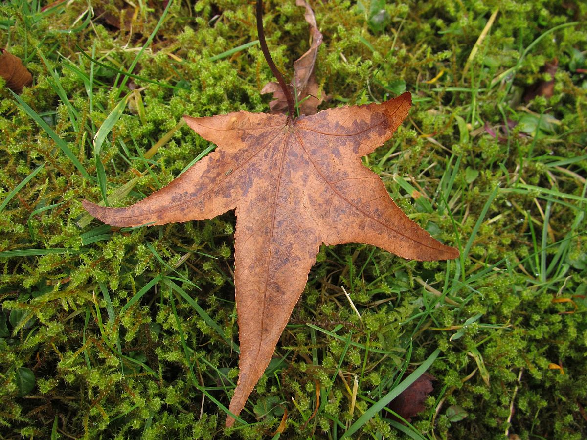 Liquidambar styraciflua (door Hanneke Waller)