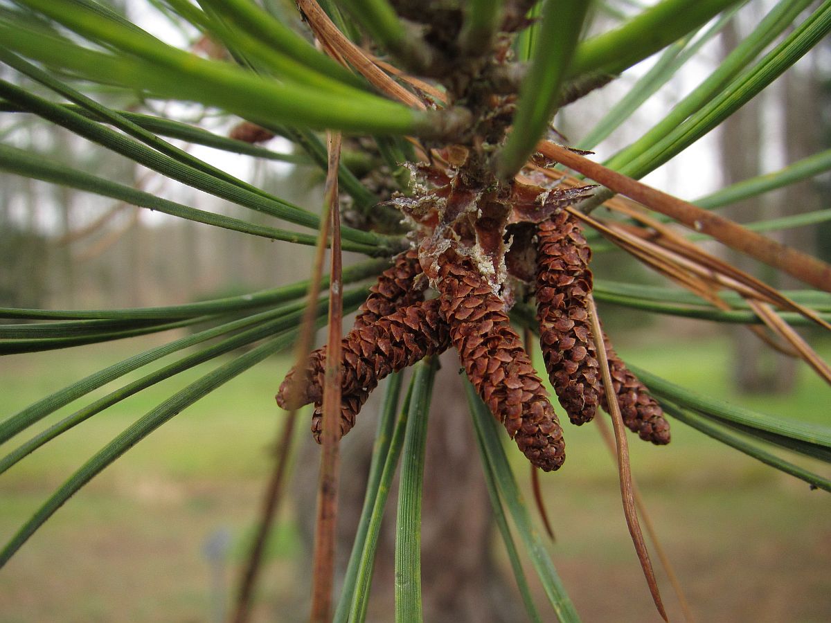 Pinus rigida (door Hanneke Waller)