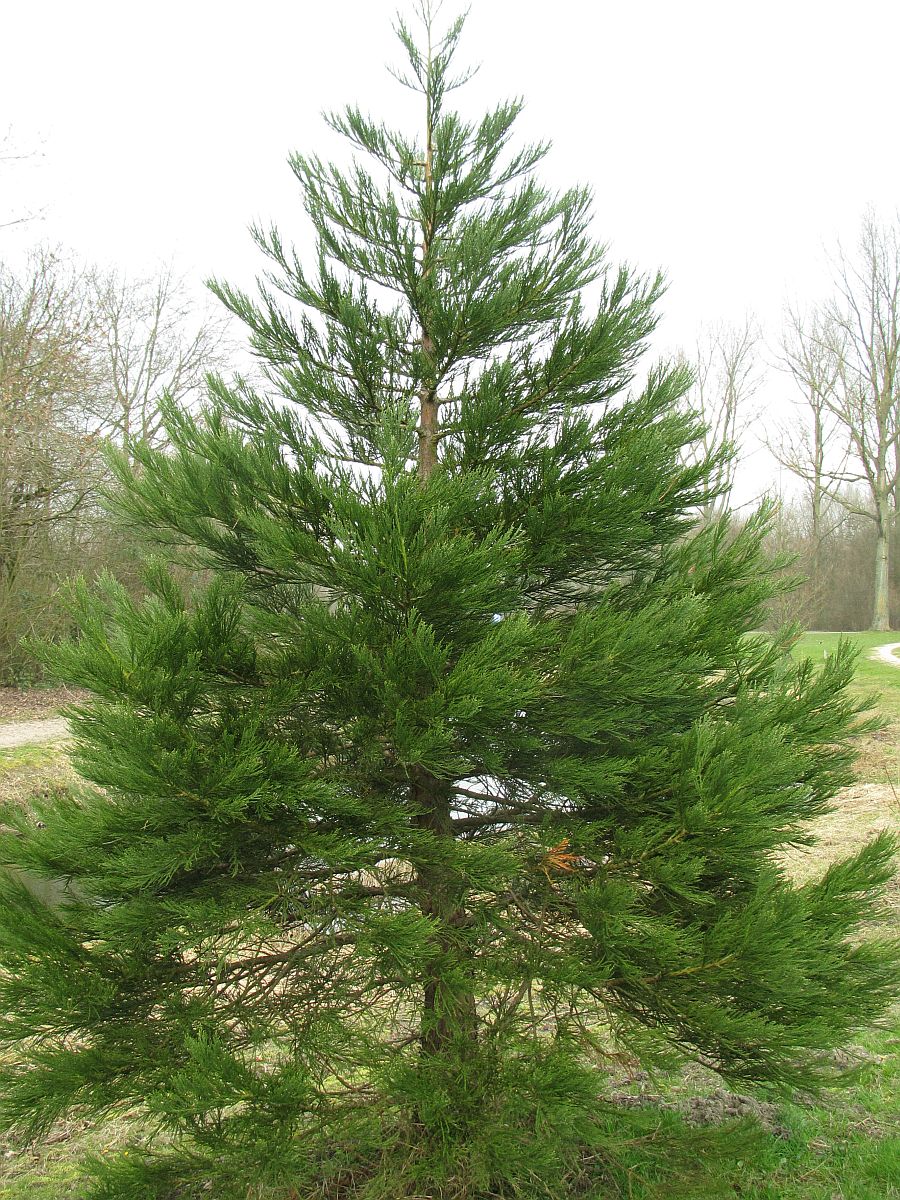 Sequoiadendron giganteum (door Hanneke Waller)