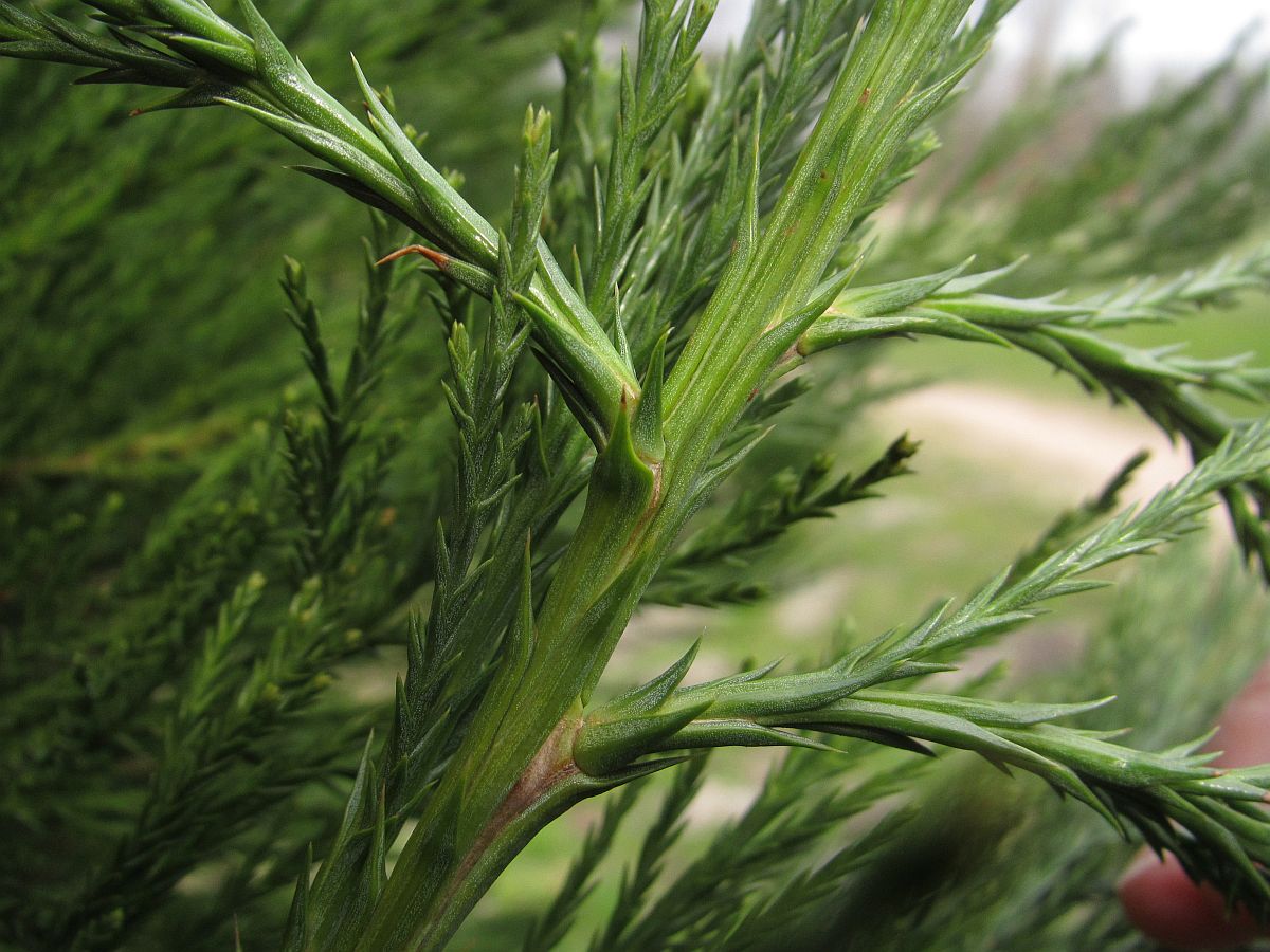 Sequoiadendron giganteum (door Hanneke Waller)