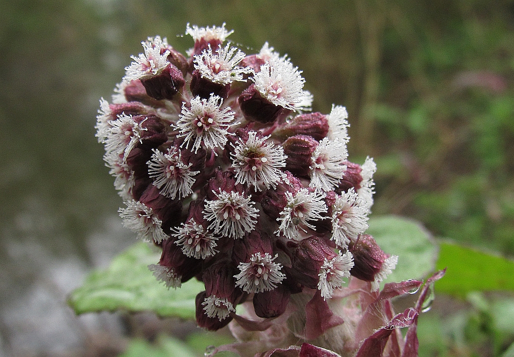 Petasites hybridus (door Hanneke Waller)