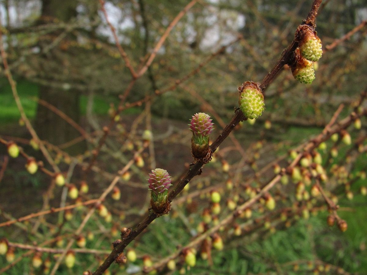 Larix decidua (door Hanneke Waller)