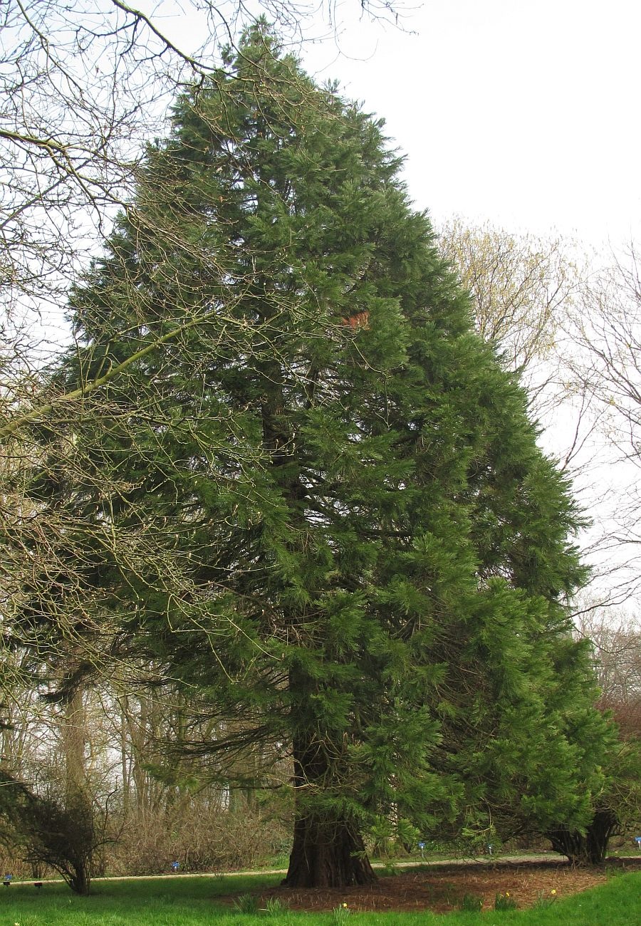 Sequoiadendron giganteum (door Hanneke Waller)