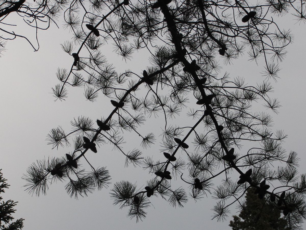 Pinus rigida (door Hanneke Waller)