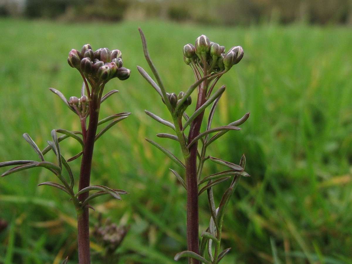 Cardamine pratensis (door Hanneke Waller)