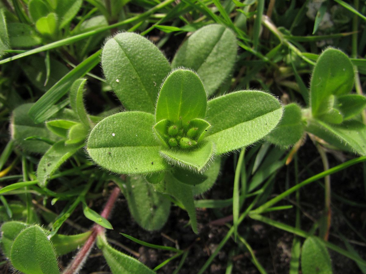 Cerastium glomeratum (door Hanneke Waller)