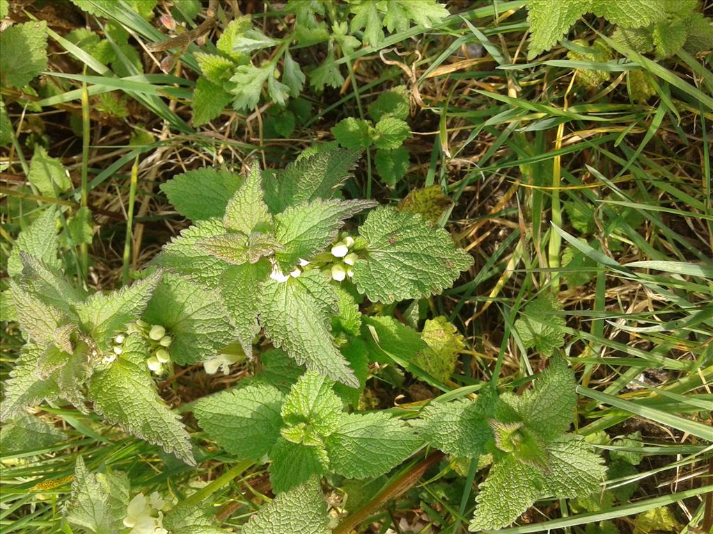 Lamium album (door Martin Malestein)