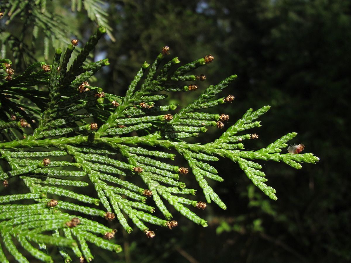 Thuja plicata (door Hanneke Waller)