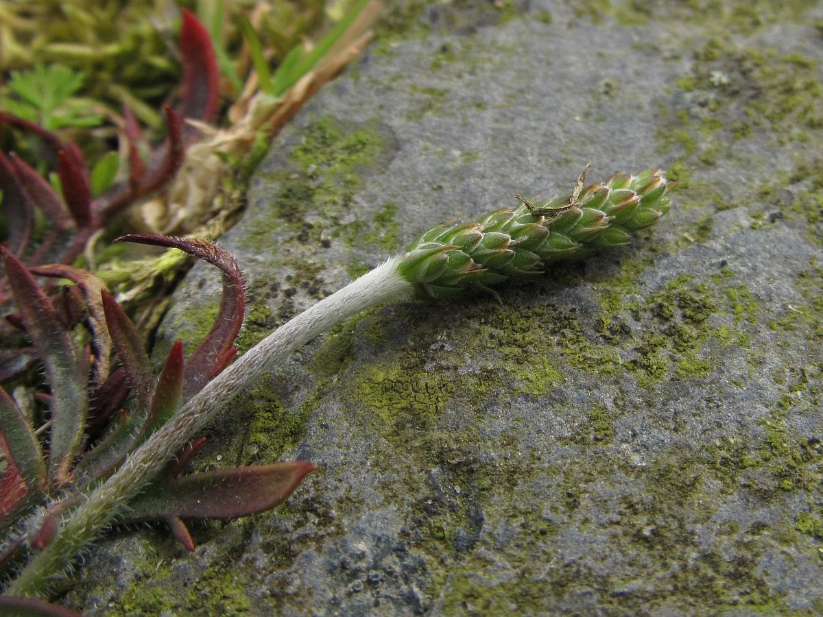 Plantago coronopus (door Hanneke Waller)