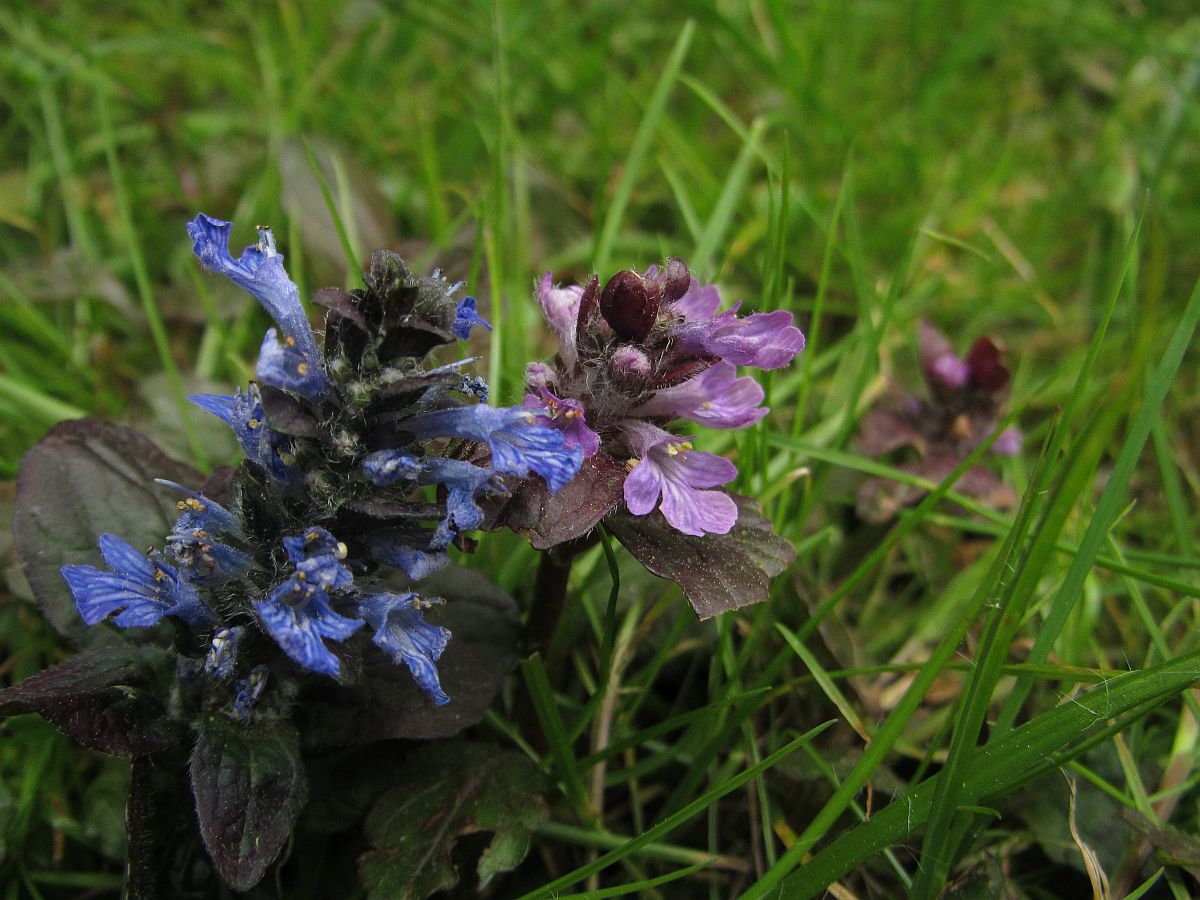 Ajuga reptans 'Atropurpurea' (door Hanneke Waller)