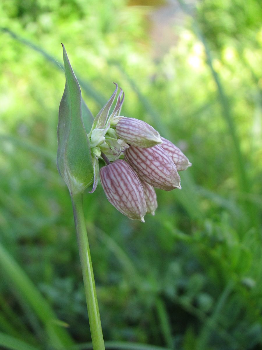 Silene vulgaris (door Hanneke Waller)