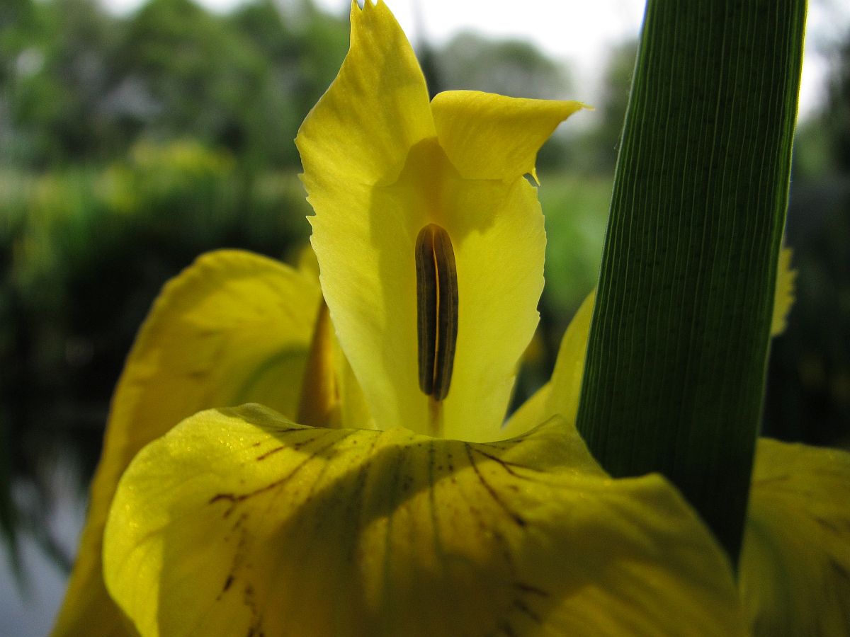 Iris pseudacorus (door Hanneke Waller)